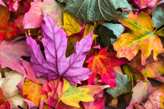 What Your Favourite Colour Says About You: Karuna Dawn Ethical Guide