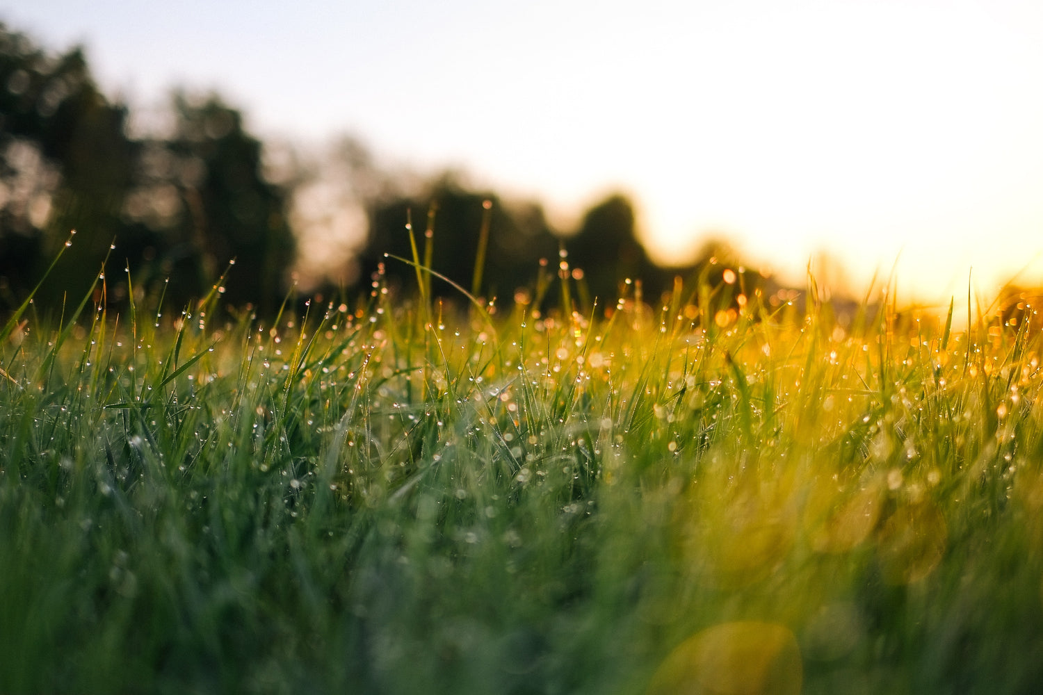jonas-weckschmied--N_UwPdUs7E-unsplash - Karuna Dawn